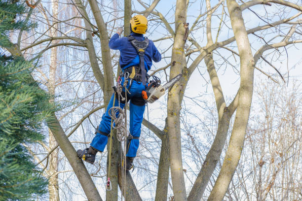 Best Tree Cabling and Bracing  in USA