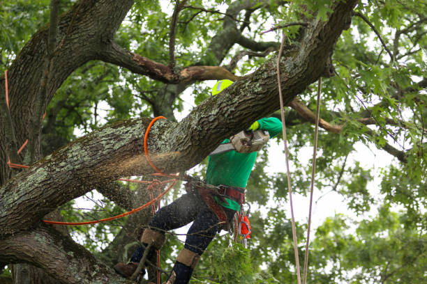 Best Residential Tree Removal  in USA